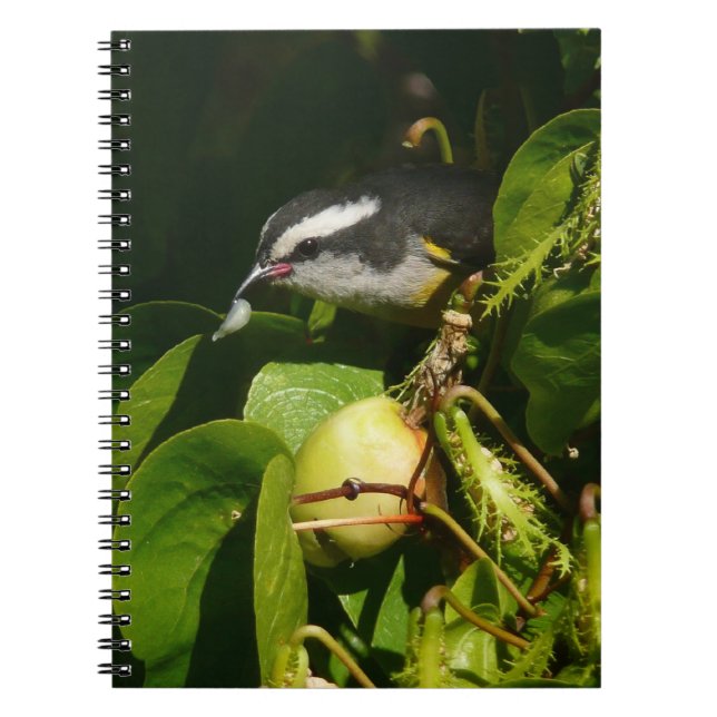 Cuaderno Aves Bananaquit comiendo fotografía tropical (Frente)