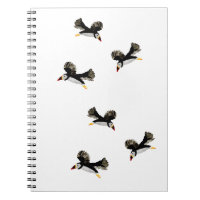 Aves costeras Flying Puffins