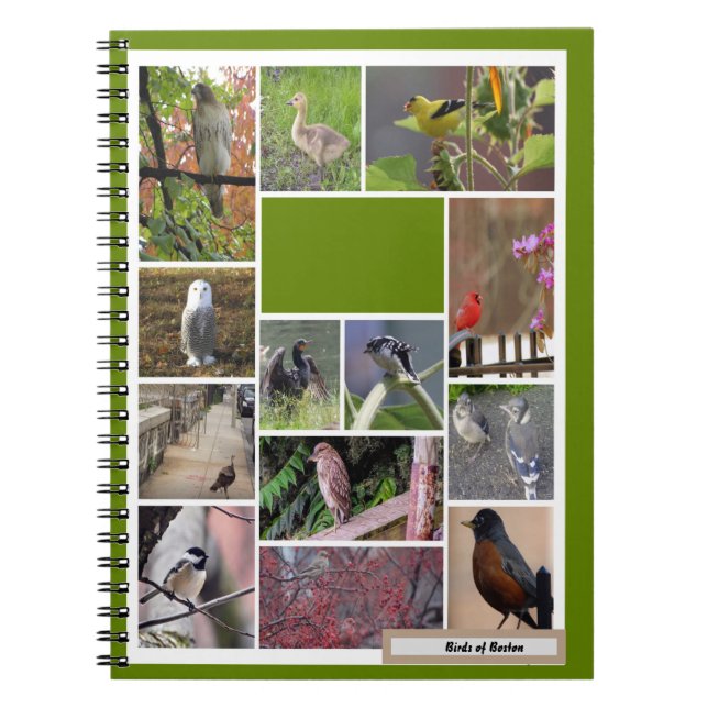 Cuaderno Aves de Boston Notebook (Frente)