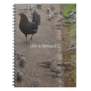 Cuaderno Aves de Gallina Kauai (mi fotografía)