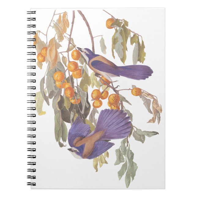 Cuaderno Aves Jay Audubon con Naranjas, crujiente de la Flo (Frente)