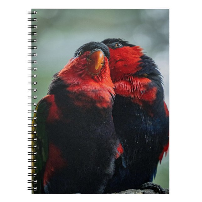 Cuaderno Aves, loros, ornitología (Frente)