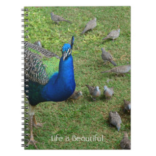 Cuaderno Aves Pavo Real Kauai (mi fotografía)