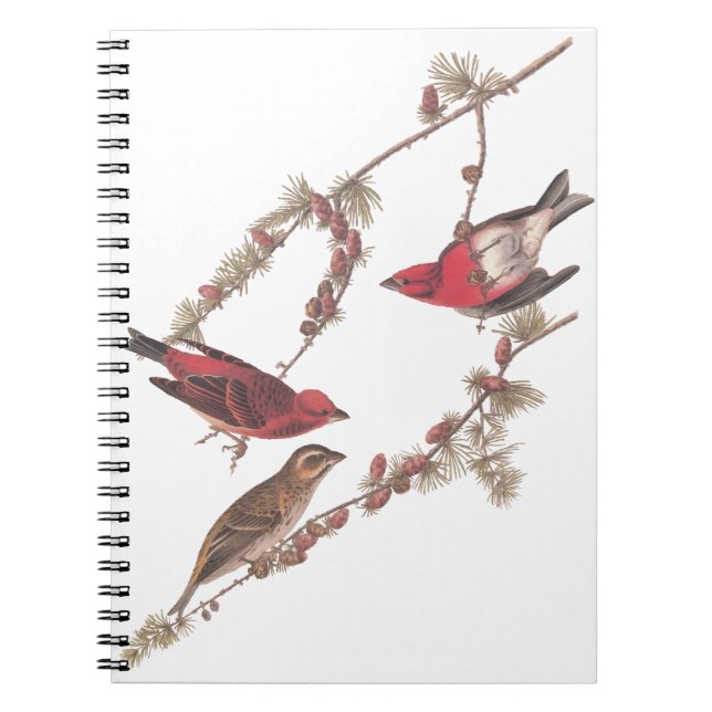 Cuaderno Aves rojas fincas moradas de Audubon en el árbol d (Frente)