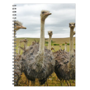 Cuaderno avestruz