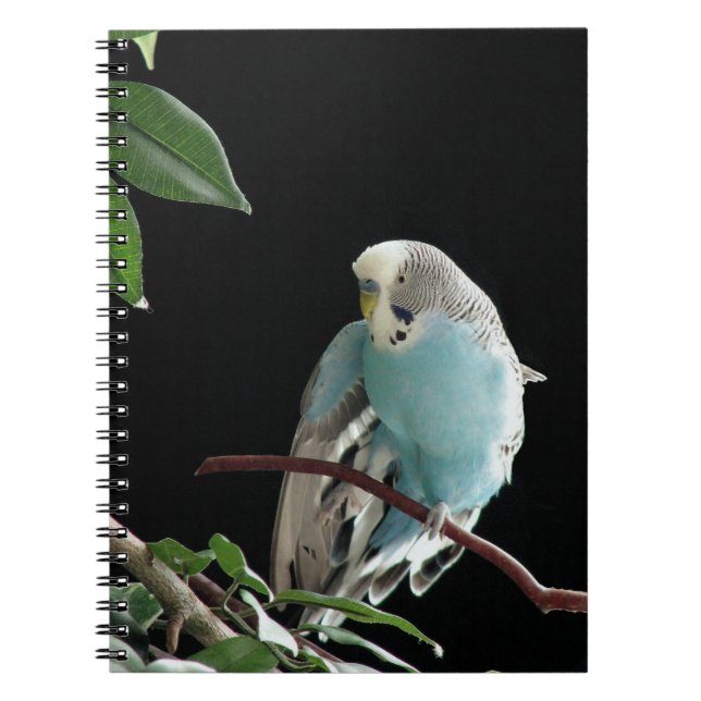 Cuaderno azul de Budgie, efectos de escritorio del (Frente)
