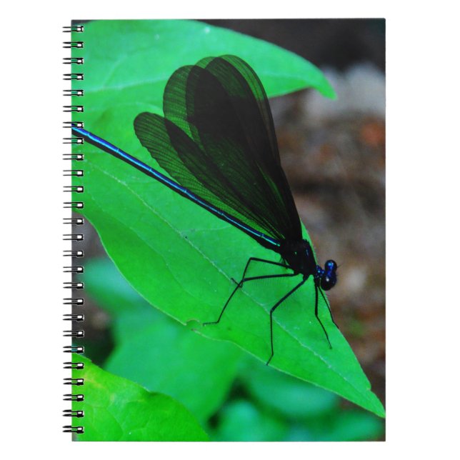 Cuaderno Azul de Damselfly sobre una hoja verde. (Frente)