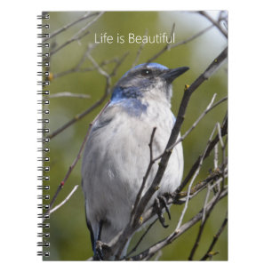 Cuaderno Azulejo en árbol (mi fotografía)