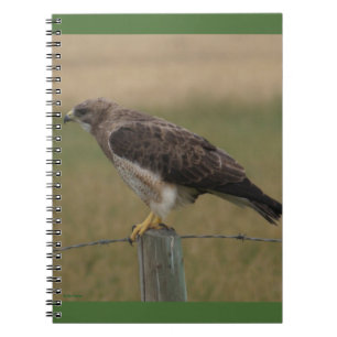 Cuaderno B10 Aguililla de Swainson