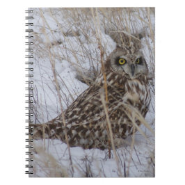 Cuaderno B11 Lechuza de Orejas Cortas en la Nieve