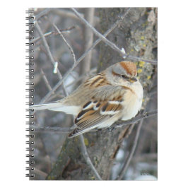 Cuaderno B24 Espárrago común