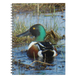Cuaderno B25 Northern Shoveler Spoonbill