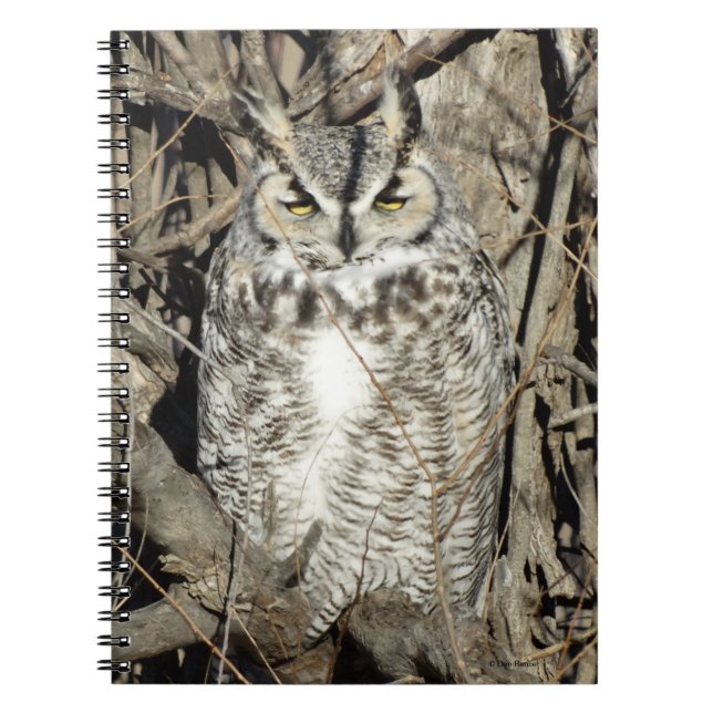 Cuaderno B51 Búho Cornudo (Frente)