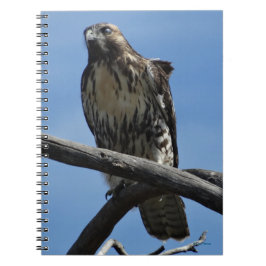 Cuaderno B54 Aguililla de Swainson