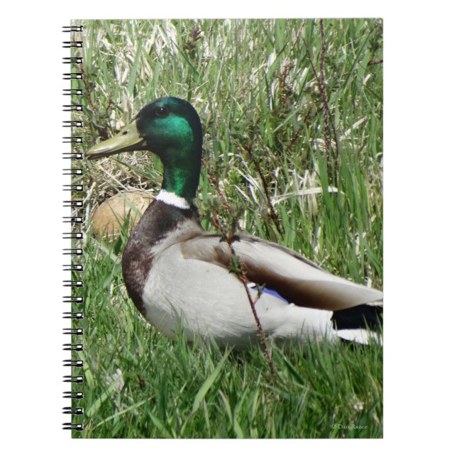 Cuaderno B55 Pato mallard Drake Greenhead en la hierba (Frente)