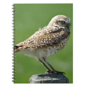 Cuaderno B56 Lechuza de las Vizcacheras