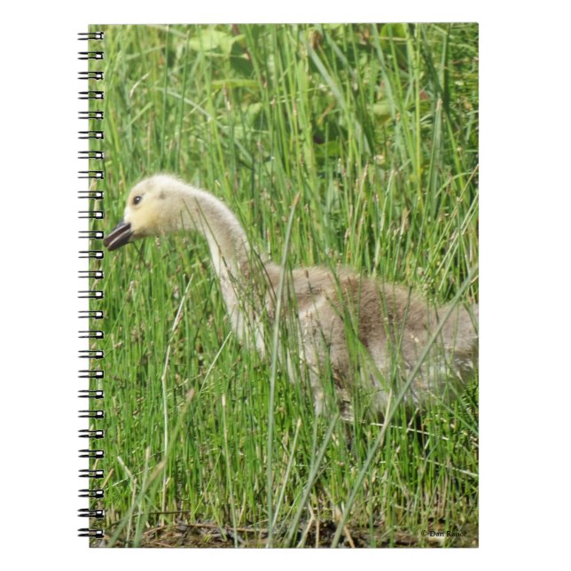 Cuaderno B58 Ganso de Canadá cría en la hierba (Frente)