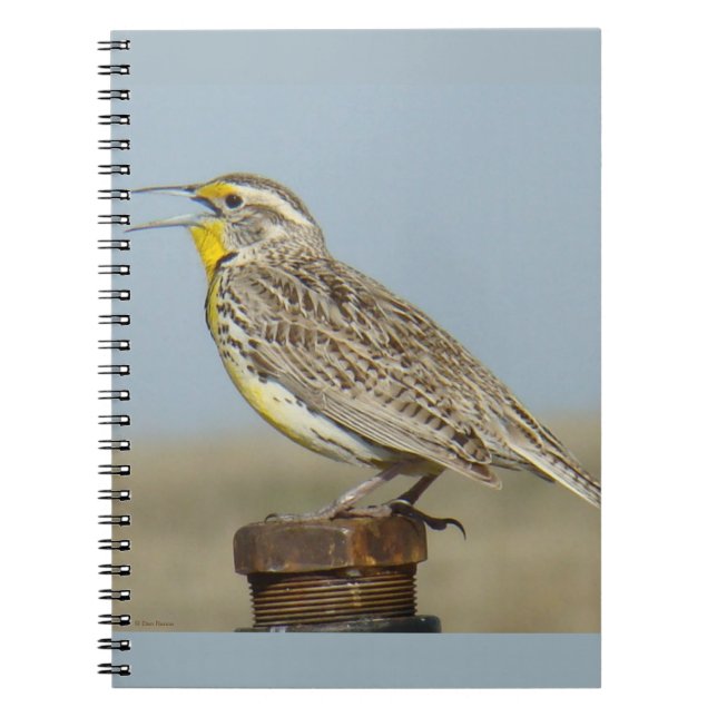 Cuaderno B6 Western Meadowlark (Frente)