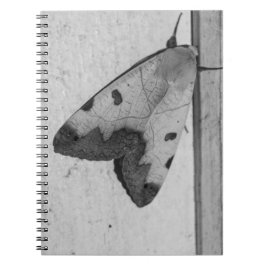 Cuaderno B&W - Ophiusa tirhaca, la parda verde