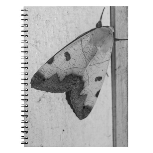 Cuaderno B&W - Ophiusa tirhaca, la parda verde (Frente)