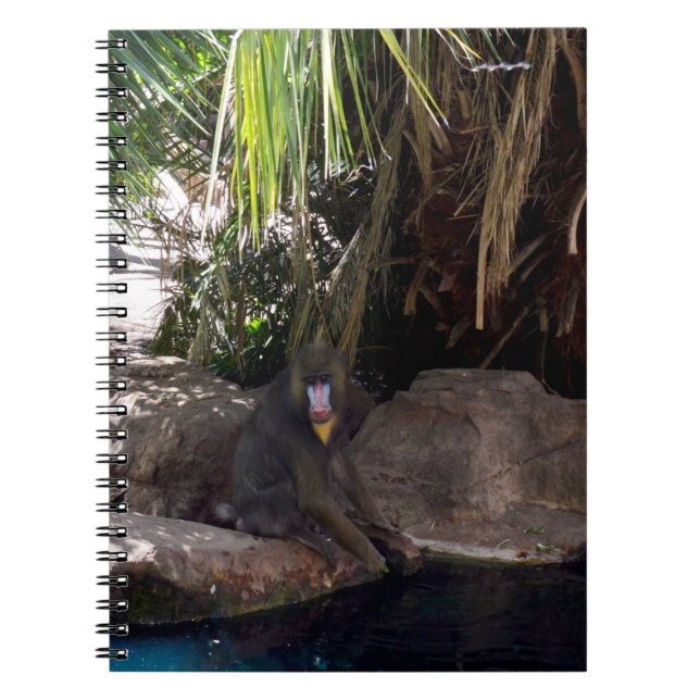 Cuaderno Baboon En El Paraíso, Bloc De Notas (Frente)