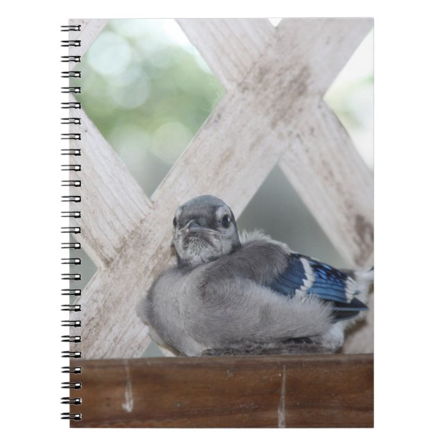 Cuaderno Baby Blue Jay (Frente)