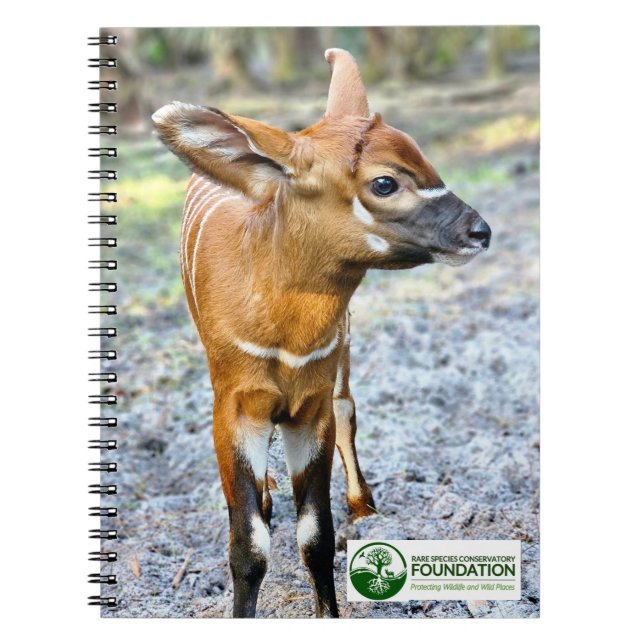 Cuaderno Baby Bongo (Frente)