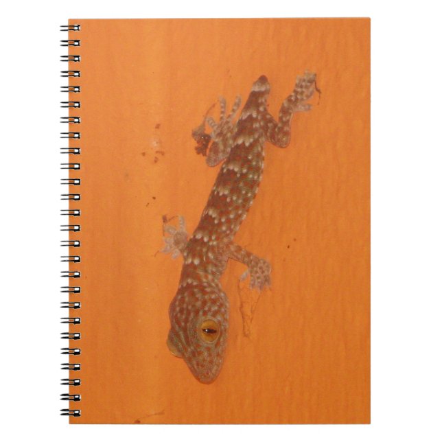 Cuaderno Baby Tokay Gecko (Frente)