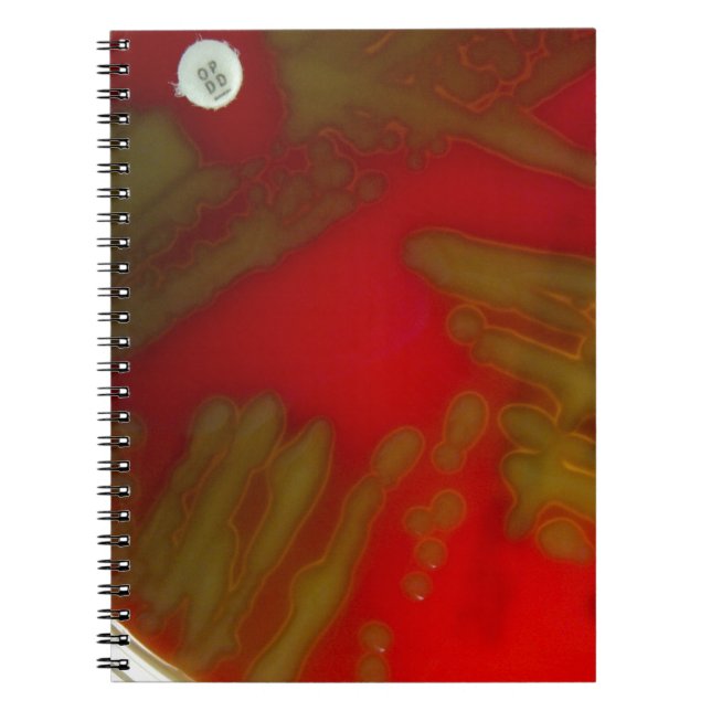 Cuaderno Bacterias de Penumonia (Frente)