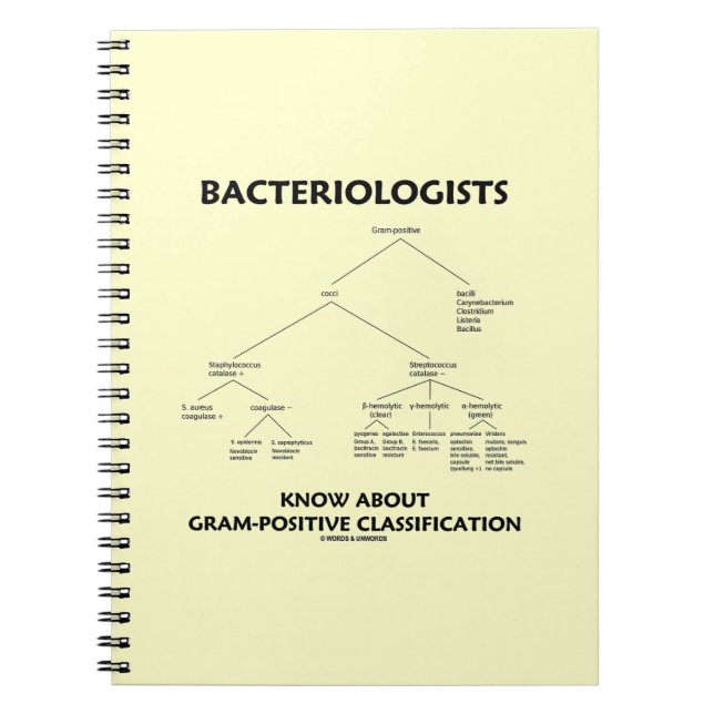 Cuaderno Bacteriólogos conocen la clasificación grampositiv (Frente)