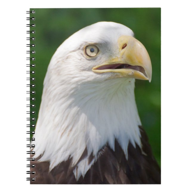 Cuaderno Bald Eagle (Frente)