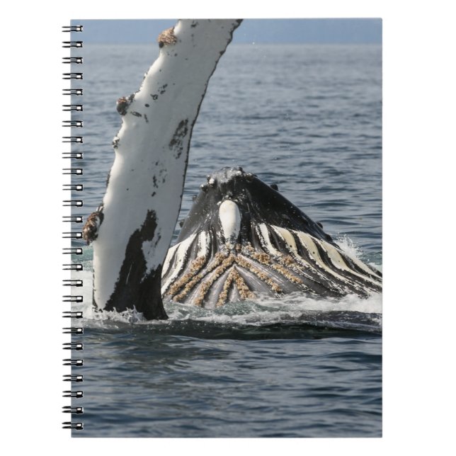 Cuaderno Ballena jorobada (Frente)