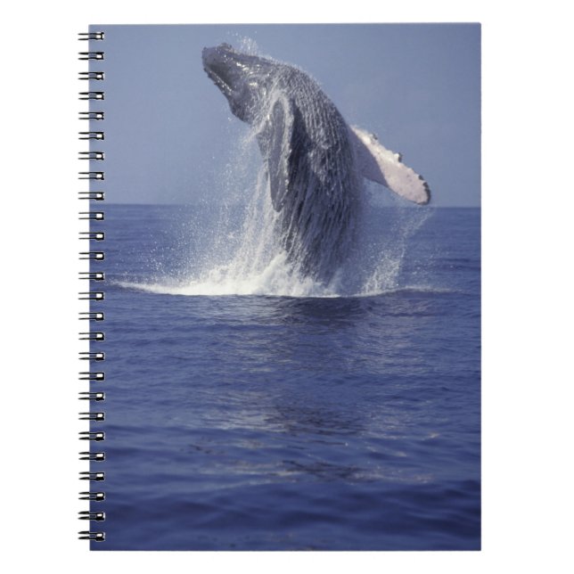 Cuaderno Ballena jorobada rompiendo (Megaptera (Frente)