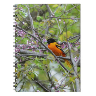 Cuaderno Baltimore Oriole