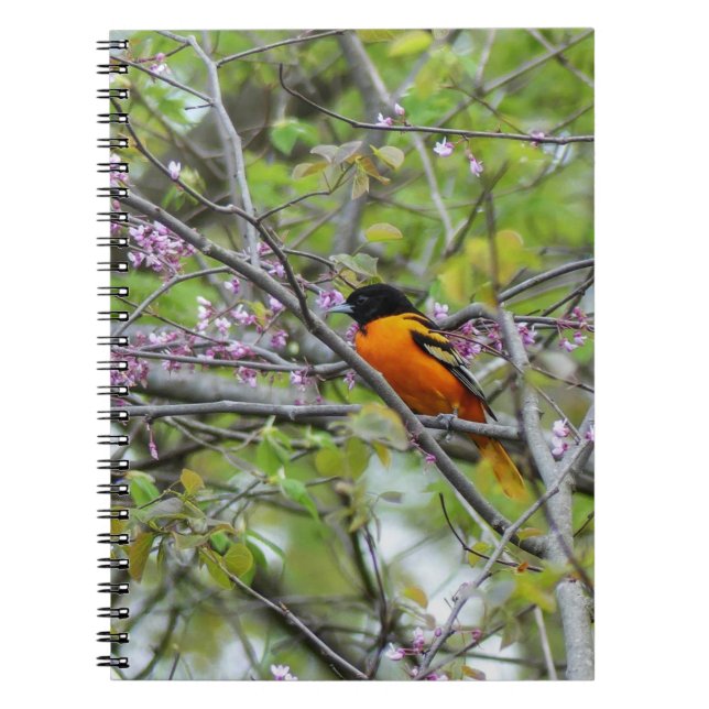 Cuaderno Baltimore Oriole (Frente)