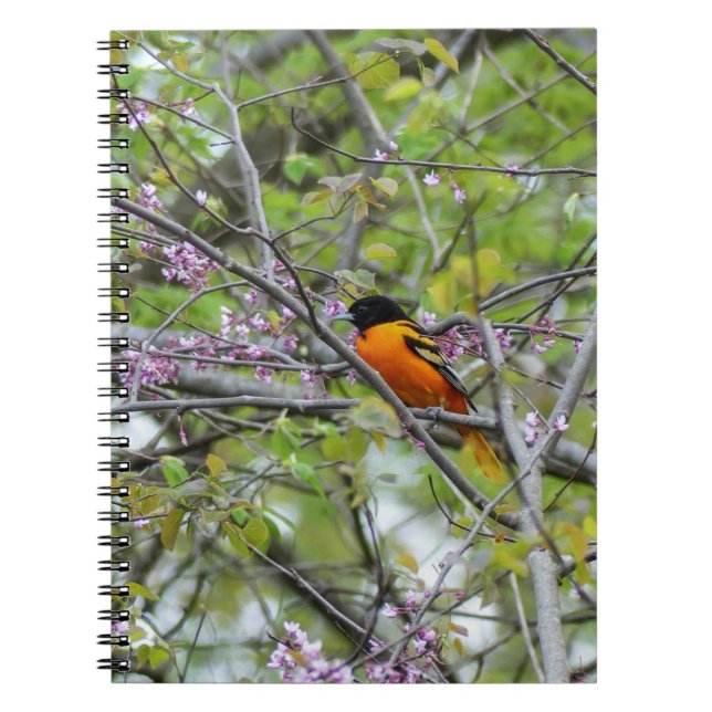 Cuaderno Baltimore Oriole (Frente)