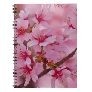 Cuaderno Bañado en flores de cerezo japonesas rosadas