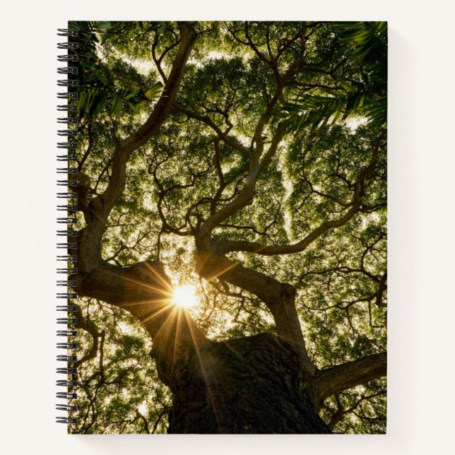 Cuaderno Banyan Tree Canopy Sunstar (Anverso)