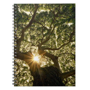 Cuaderno Banyan Tree Canopy Sunstar