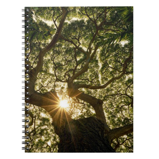 Cuaderno Banyan Tree Canopy Sunstar (Frente)