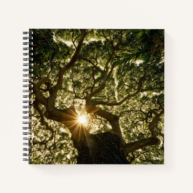 Cuaderno Banyan Tree Canopy Sunstar (Anverso)