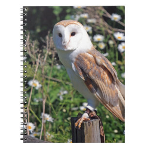 Cuaderno Barn Owl