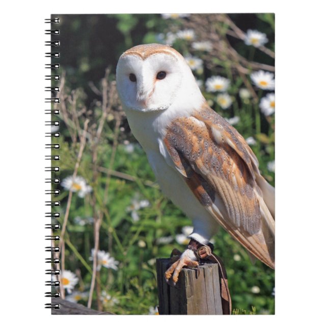 Cuaderno Barn Owl (Frente)