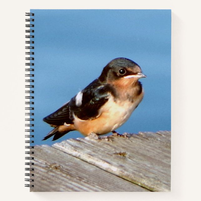 Cuaderno Barn Swallow bloc de notas (Anverso)