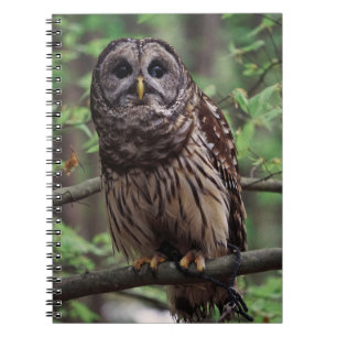 Cuaderno Barred Owl Notebook