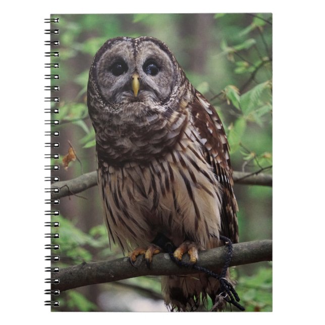 Cuaderno Barred Owl Notebook (Frente)