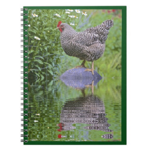 Cuaderno Barred Rock Hen
