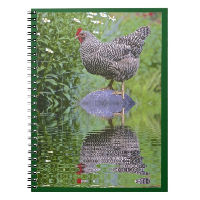 Cuaderno Barred Rock Hen (Frente)