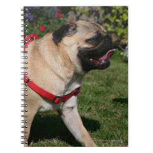Cuaderno Barro amasado que lleva el arnés rojo