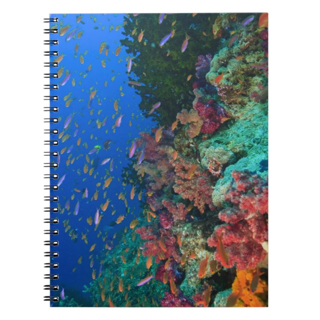 Cuaderno Basslets Hada (Pseudanthias (Frente)